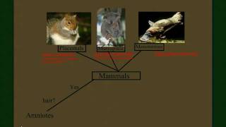 Vertebrate Diversity Mammals Part 2 the Subclasses [upl. by Rivi]