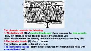 32 General Embryology Structure of the Placenta [upl. by Elva]