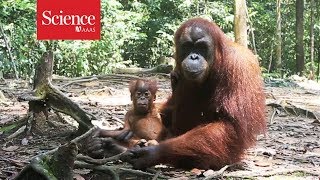 Orangutans are the only great apes—besides humans—to ‘talk’ about the past [upl. by Robson]