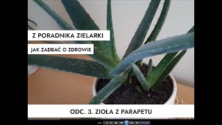 Żyworódka  Aloes  Geranium anginka [upl. by Aneerahs]