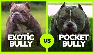 Exotic Bully vs Pocket Bully What’s The Difference [upl. by Annabelle]