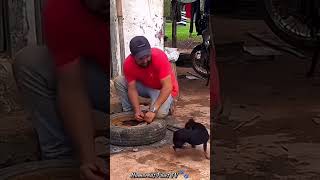 Funny animals 2024😂 Funniest Cats and Dogs Video😹🐶 202 shortvideo shortsvideo shorts [upl. by Collin]