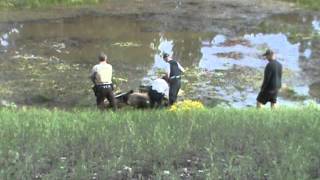 Arizona bull elk locked horns 2013  sad ending 5 [upl. by Adnohsel110]