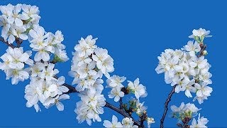 4K Ultra HD  桜の開花 微速度撮影 Cherry Blossoms TimeLapse [upl. by Ynnaffit]