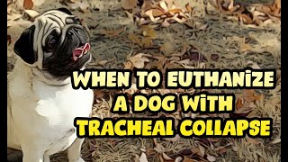 When to Euthanize a Dog with Tracheal Collapse [upl. by Nauqahs135]