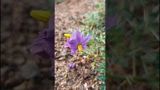 Solanum virginianum Solanaceae family nature trending garden forest gardeningforestsflower [upl. by Mead162]