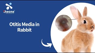 Otitis Media in Rabbit Using Multipurpose rigid electronic endoscope [upl. by Fredela]