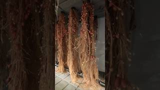 Aeroponics Potatoseeds [upl. by Munson]