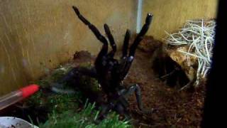 Haplopelma longipes Asian Birdeater Vietnamese Tiger Rump [upl. by Treb]