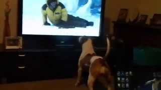 Dogs Barking At The TV [upl. by Slen]