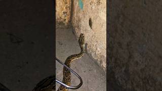 Russells viper soundRussells viper is a highly venomous snake in the family yogeshacharya1951 [upl. by Ihcego]