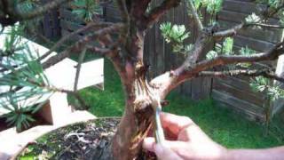 Bonsai  Gestaltung Sylvestris  TEIL 1  Merlin und Carmen G [upl. by Jeramie]