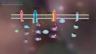 Protein Phosphorylation Creative Diagnostics [upl. by Yedok]