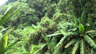 Subtropical Forest in Taiwan [upl. by Iruam]