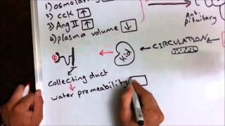 ADH or Vasopressin effect antidiuretic hormone [upl. by Atikihc]