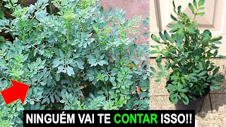 NÃO PLANTE ARRUDA ANTES DE VER ESSE VÍDEO [upl. by China]