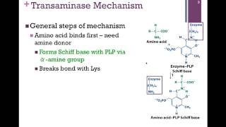 134Transaminase Mechanism [upl. by Ahsuas135]