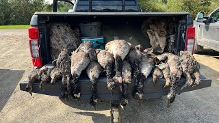 Ouverture chasse aux canards 2023  Mixed Bag [upl. by Tulley300]