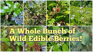 Wild Edible Berries  Foraging for Berries Found in the Pacific Northwest Interior of BC and More [upl. by Lothair]