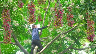 Harvesting Chinaberry  Make deep fried Chinaberry Go to the market to sell  Phuong  Harvesting [upl. by Harli]