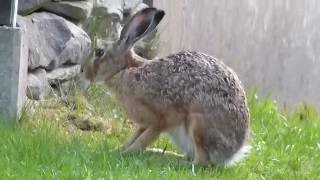 Hase Feldhase in der Natur  Hare Bunny [upl. by Frissell]