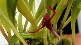 Orchid care growing Masdevallia herradurae care and culture [upl. by Tnahsarp143]