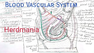 BloodVascularCirculatory System of HerdmaniaSea SquirtSea PotatoAscidian  Urochordata [upl. by Strohl]