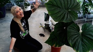 Chaotic Plant Chores Watch me wrestle a GIANT PLOWMANII [upl. by Aikemat]