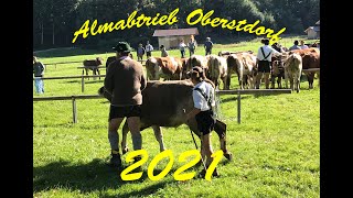 Almabtrieb Oberstdorf 2021 mit Drone [upl. by Anitel]