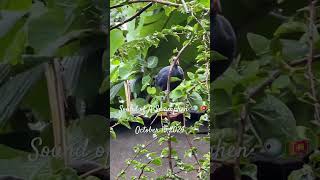 Sound of a Swamphen birds swamphen nature birdchirping [upl. by Ekralc]