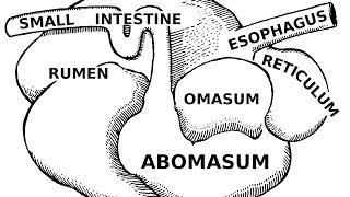 Digestive Systems of Livestock Anatomy [upl. by Erde]