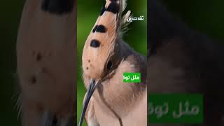 دراسة جديدة تكشف سلوكيات الحيوانات أثناء كسوف الشمس الكلّي [upl. by Ailatan]