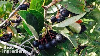 Aronia Berries  Iowa Ingredient [upl. by Amoakuh117]