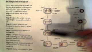 Endospore Formation [upl. by Htebiram]