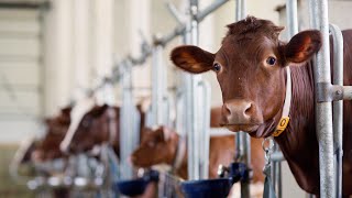 Will suing big meat and dairy secure climate justice [upl. by Flodnar]