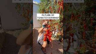 Is this the future of tomato farming 🍅🤷🏽‍♂️ With agrotonomy [upl. by Naleek330]