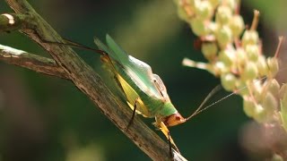 Katydid Stridulating [upl. by Adirf]