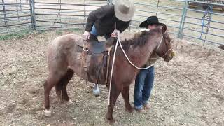 Texas Bronc RideColt Starting [upl. by Rigby46]