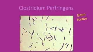 Clostridium Perfringens [upl. by Magnien]