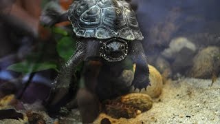 Asien Aquarium mit Schildkröte [upl. by Manard]