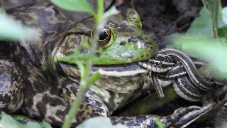 Bullfrog catch a snake [upl. by Daphene479]