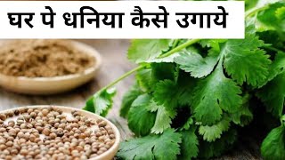 how to grow coriander at home from seeds farming gardening india naturalviewsandgardening [upl. by Latini]