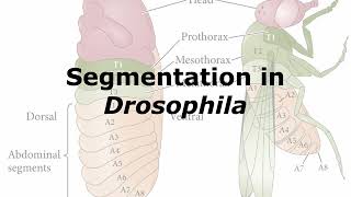 Segmentation in Drosophila [upl. by Drallim]