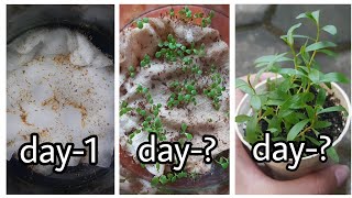 HOW TO GROW PAPERBARK CAJUPUT OIL TREE FROM SEED [upl. by Yelsgnik]