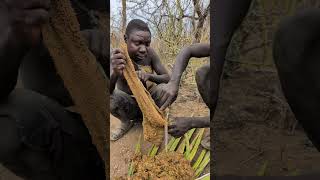 This is how hadzabe preparing their food middle of nowhere without any spices and Salt hadzabetribe [upl. by Inoy959]