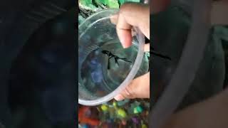 Angelfish ❤️🐟minivlog fish vairalvideo angelfish [upl. by Drhacir216]