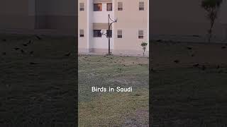 Migratory birds in Saudi migration migratorybird migratingbirds birds bird [upl. by Nnasus]