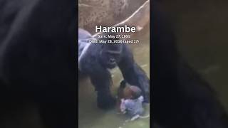 Harambe  A Gorilla That Loss His Life To An Unfortunate Event At The Zoo🦍harambe zoo fy fyp [upl. by Anerres]