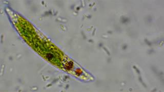 The lifestyle of Euglena [upl. by Odo]