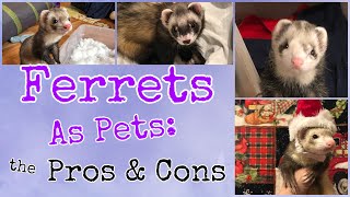 Ferrets as Pet the Pros and Cons [upl. by Eelyak]